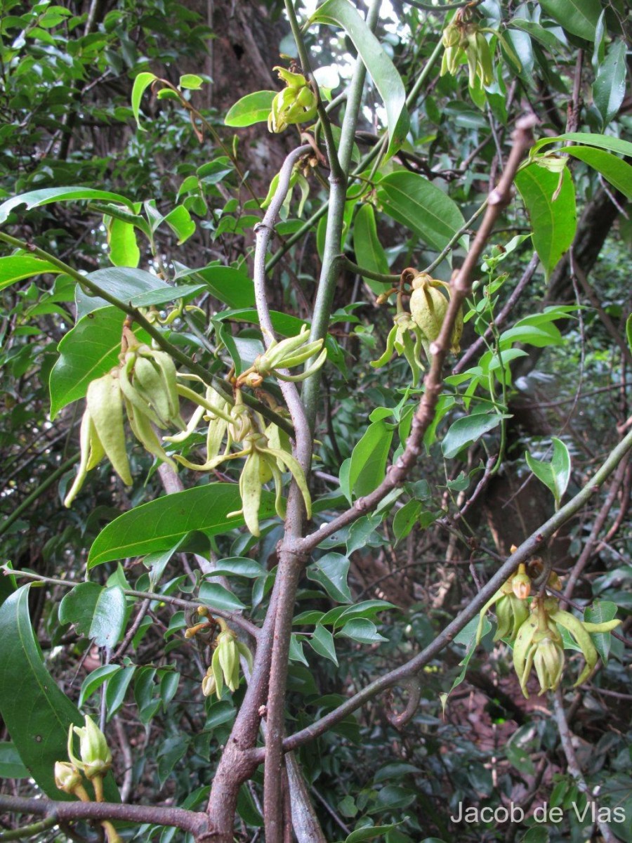 Artabotrys zeylanicus Hook.f. & Thomson